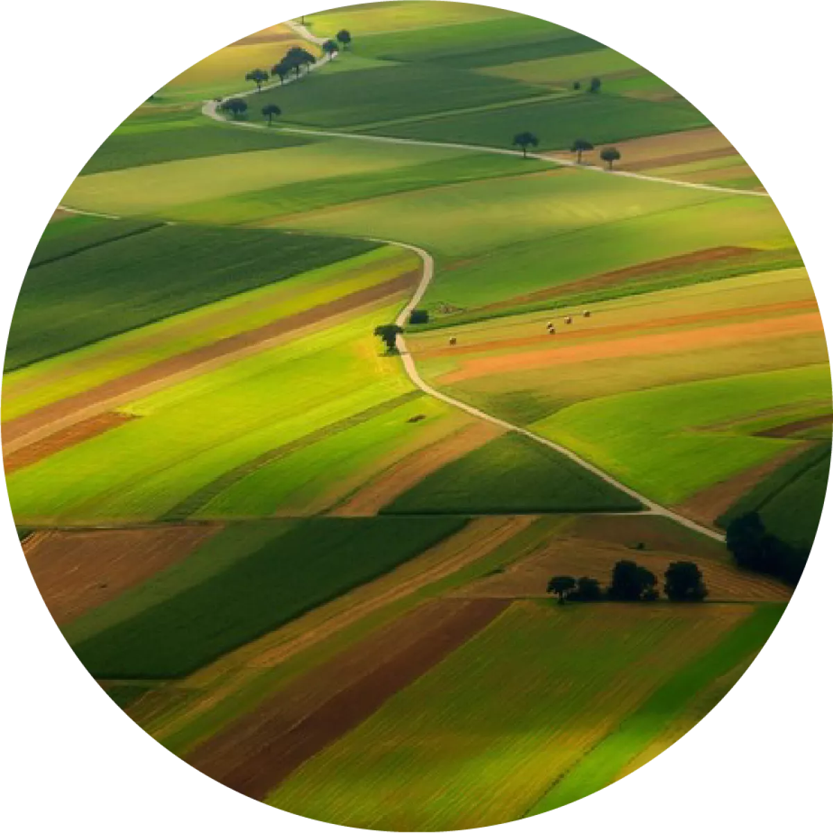 Farming illustration