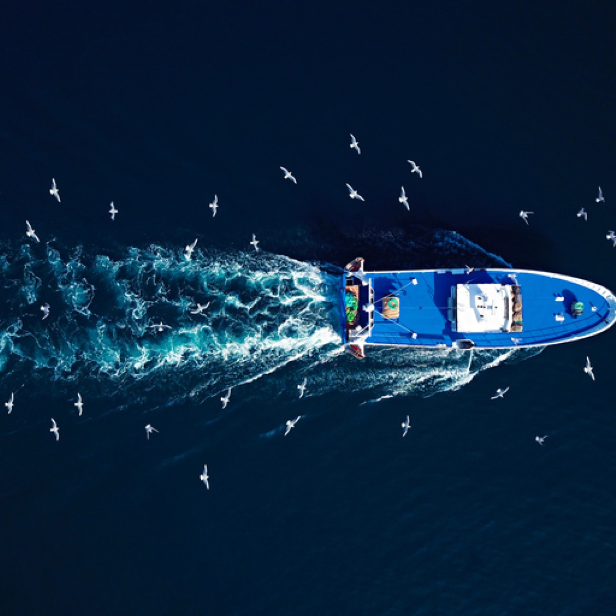 Aerial view of seagulls following a fishing trawler