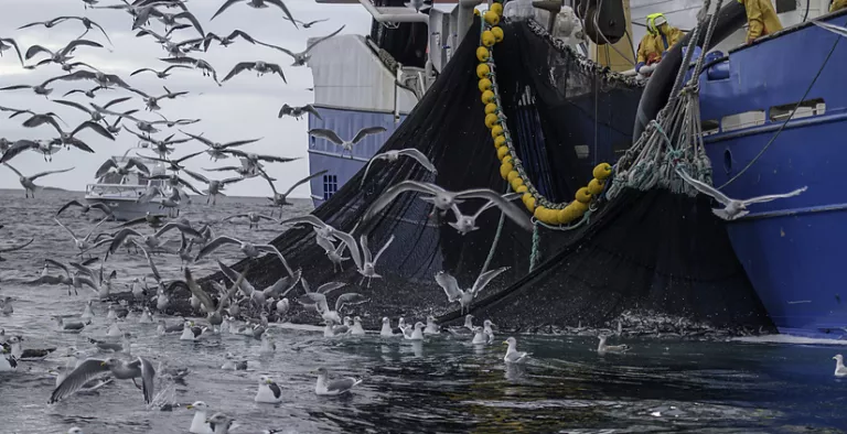 Overfishing hero image